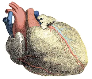 Enhance: Heart, Anatomical Illustration, 1704