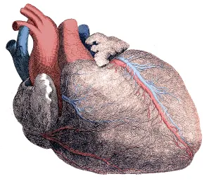 Enhance: Heart, Anatomical Illustration, 1704