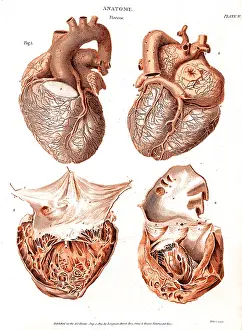 Dissected: Heart, Anatomical Illustration, 1814