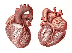 Dissected: Heart, Anatomical Illustration, 1814