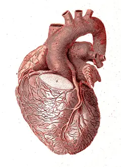 Dissected: Heart, Anatomical Illustration, 1814