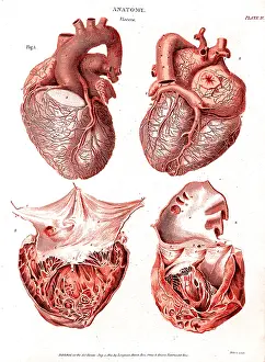 Dissected: Heart, Anatomical Illustration, 1814