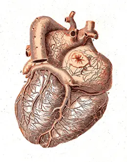 Dissected: Heart, Anatomical Illustration, 1814
