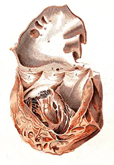 Dissected: Heart, Anatomical Illustration, 1814