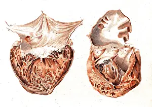 Dissected: Heart, Anatomical Illustration, 1814
