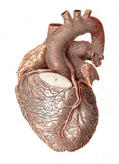 Dissected: Heart, Anatomical Illustration, 1814