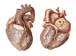 Dissected: Heart, Anatomical Illustration, 1814