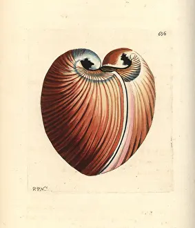 Chama: Heart cockle, Glossus humanus