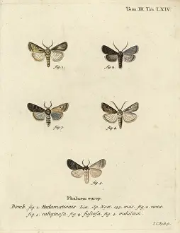 Turnip: Heart and dart moth, turnip moth and silver cloud