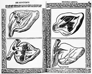 Dissected: Heart Illustration, 1523