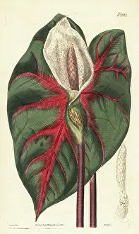 John Curtis: Heart of Jesus, Caladium bicolor