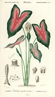 Louis Joseph Edouard Maubert: Heart of Jesus, Caladium bicolor