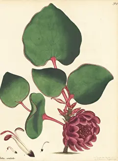 Lee And Kennedy: Heart-leaf sugarbush, Protea cordata