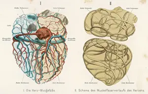Arteries: HEART, VEINS, ARTERIES