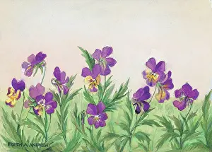 Heartsease: Heartsease - Gardens