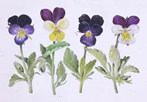 Helga Crouch: Heartsease (Viola Tricolor)