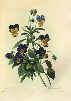 Viola: Heartsease or Wild Pansy