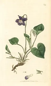 Canina: Heath dog violet, Viola canina