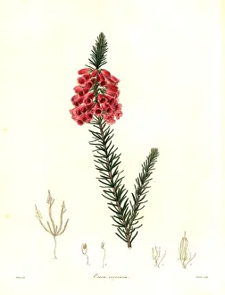 Gorse: Heath, Erica viscaria subsp. gallorum