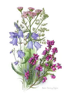 Bessie: Heath Flowers ? Bell Heather, Harebell etc