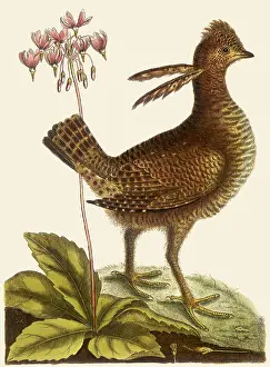 Catesby: Heath Hen