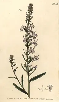 Lobelia: Heath lobelia, Lobelia urens