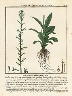 Colour Printing: Heath lobelia, Lobelia urens