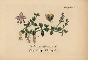 Speedwell: Heath speedwell, Veronica officinalis