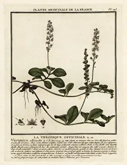 18th Century: Heath speedwell, Veronica officinalis