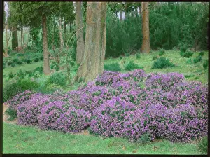 Grinstead: Heather at Gravetye Manor, near East Grinstead, Sussex