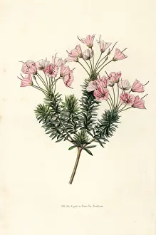 Erectus: Heather variety, Bryanthus erectus