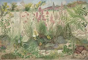 Sage: Heathland