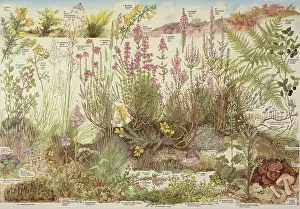 Sage: Heathland