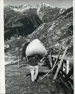 Forage: A Heavy Burden - High Up In The Mountains. A