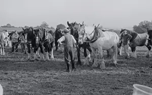 The Japics Historic Image Collection: Heavy Horses