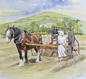 Arable: Heavy shire horse pulls an old hay rake