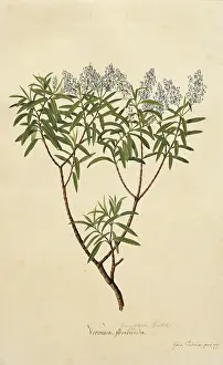 Hebe: Hebe parviflora, koromiko