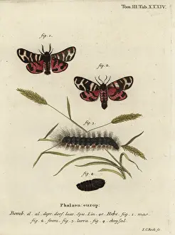 Arctia: Hebe tiger moth, Arctia festiva