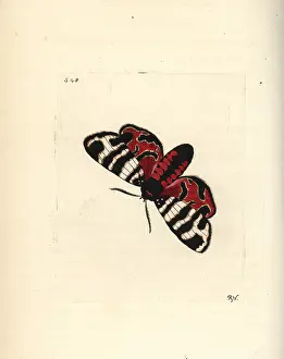 Phalaena: Hebe tiger moth, Eucharia festiva