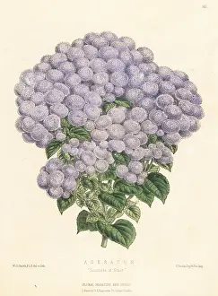 Volume 3: Hebeclinium macrophyllum cultivar