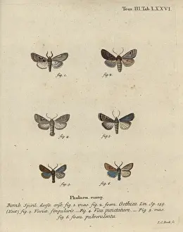 Cloaked: Hebrew character, black-spot chestnut, small quaker