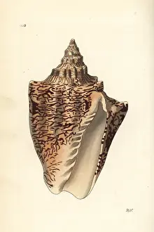Volute: Hebrew volute, Voluta ebraea