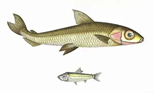 Hebrides: Hebridal Smelt and Argentine