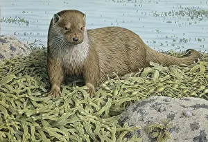 Hebridean: Hebridean Otter