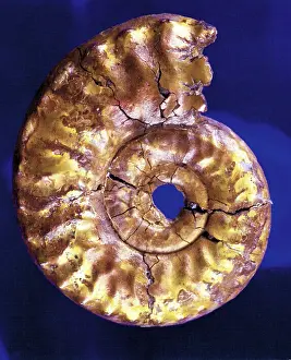 Coiled: Hecticoceras Perlatum