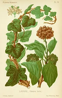 Hedera: Hedera Helix Ivy