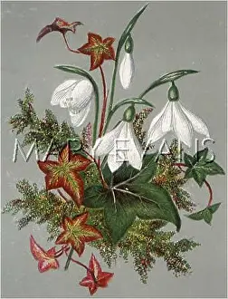 Hedera: Hedera Helix / Ivy with snowdrops