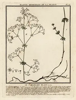 Colour Printing: Hedge bedstraw, Galium mollugo