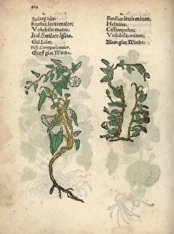 Volubilis: Hedge bindweed, Calystegia sepium