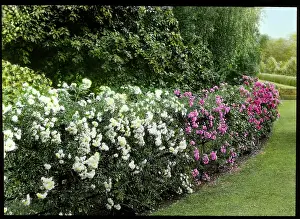 Hedge: Hedge of roses